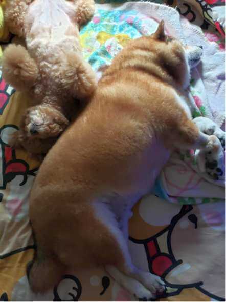 健太與 Coby 的共同回憶照片二